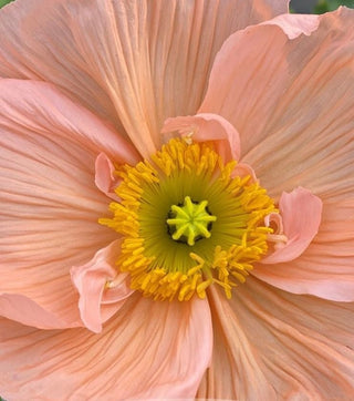 Colibri Poppies