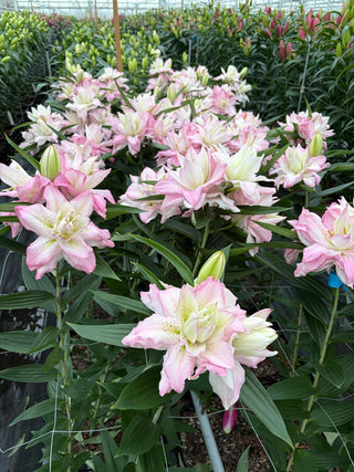 Arkansas Oriental lily — bloom close-up