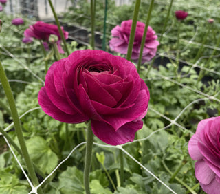 Renoir Ranunculus bloom detail
