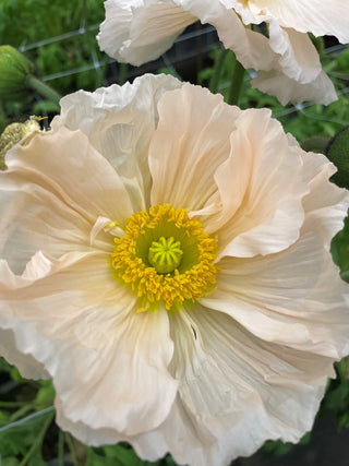 Rosa Chiaro Pastello Papaver — bloom 6