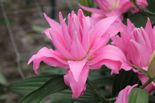 Diantha Oriental lily — bloom close-up