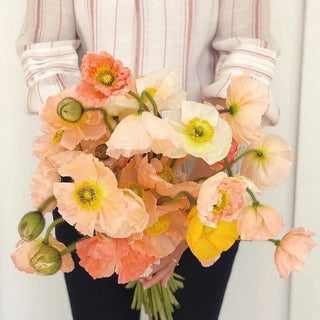 Dolce Vita Papaver — bloom 2