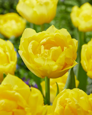 Double Trouble Tulip — bloom close-up