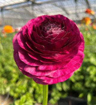 Viola Ranculus Roman Bank Nurseries — Premium Italian Ranunculus & Flower Bulbs