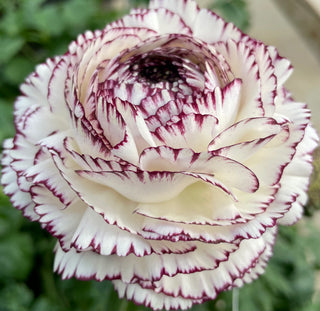 Ranunculus Elegance 'Bianco Striato'