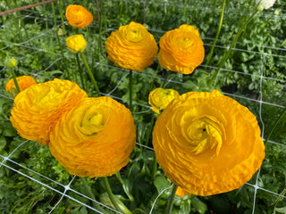 Giallo Ranunculus stem detail