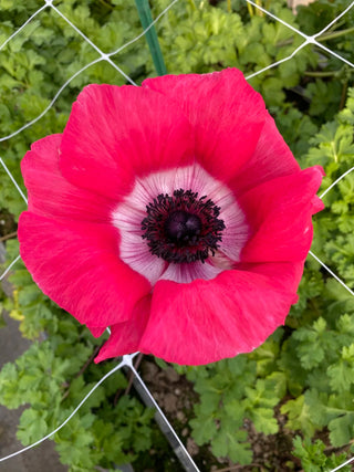 Pinkie Anemone bloom detail