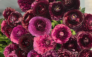 Viola Ranunculus bed of blooms