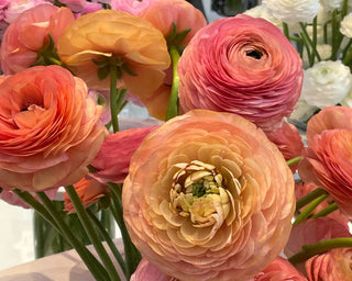 Salmone Ranunculus bloom detail