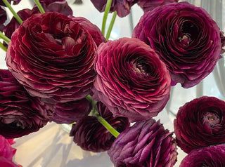 Viola Ranculus Roman Bank Nurseries — Premium Italian Ranunculus & Flower Bulbs