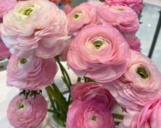 Rosa Chiaro Ranunculus in flower