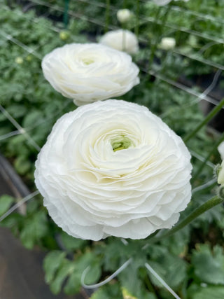 Bianco Ranunculus bloom detail