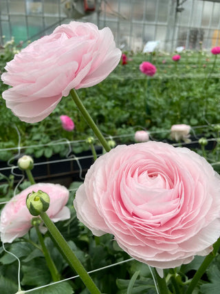 Lady Ranunculus bloom detail