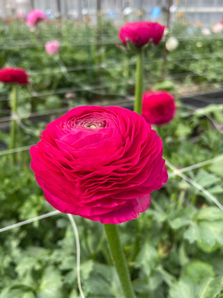 Hot Pink Ranunculus in flower