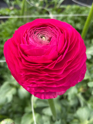 Hot Pink Ranunculus — bloom close-up