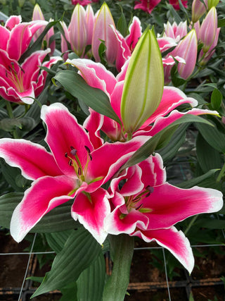 Liber Edge Oriental lily — bloom close-up