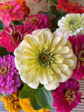 Zinnia Eldorado Mix