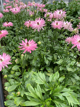 Moderna Venus Ranunculus bloom detail