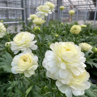 Moderna Murano Ranunculus — bloom close-up